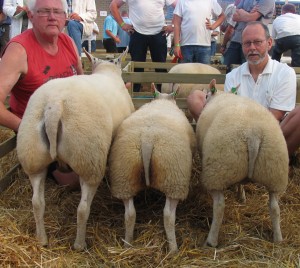 Beste Hok Oude Ooi 3244-1329-326-327