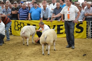 Kampioenschap 1 jarige Rammen 1