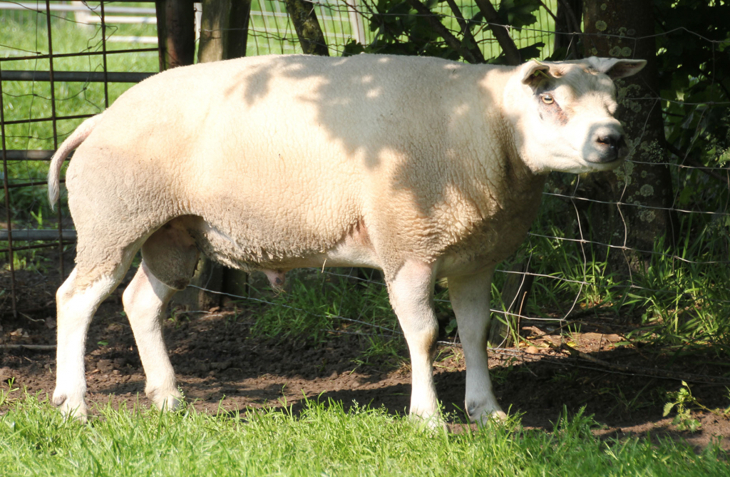 Algemeen Dagkampioen St. Oedenrode 23-8-2014