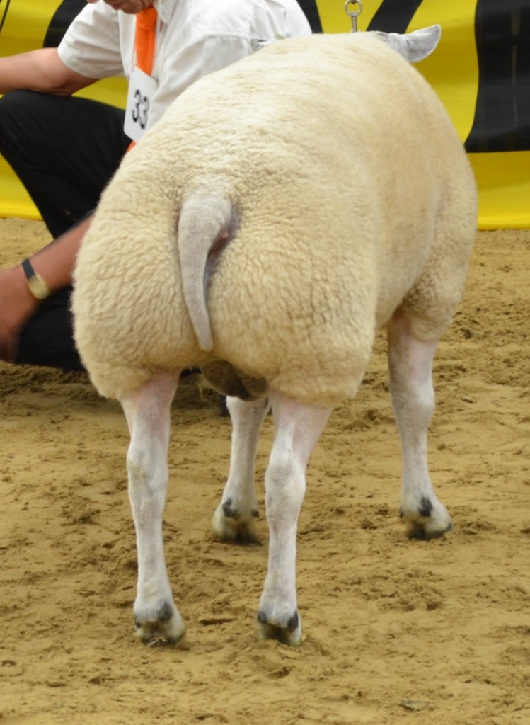 Kampioen 1 jarige Rammen 5897-62035