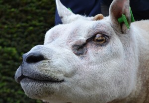 Mooie smoel