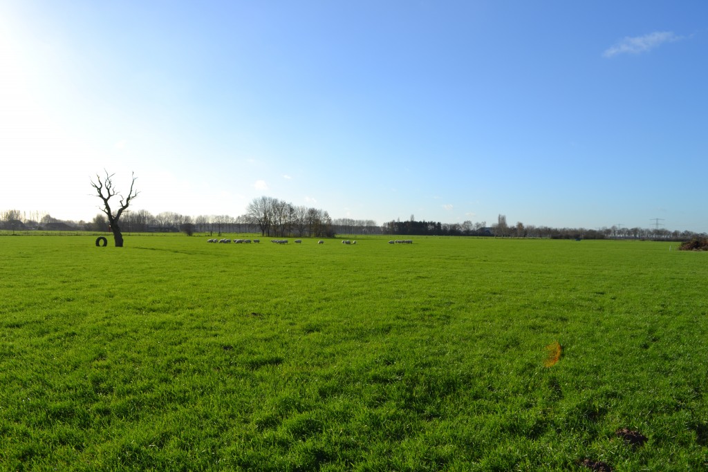 DSC_0087