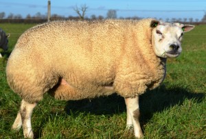Ooi 4705-43234 AB 89