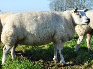 Ooi 4705-43244 AB 89