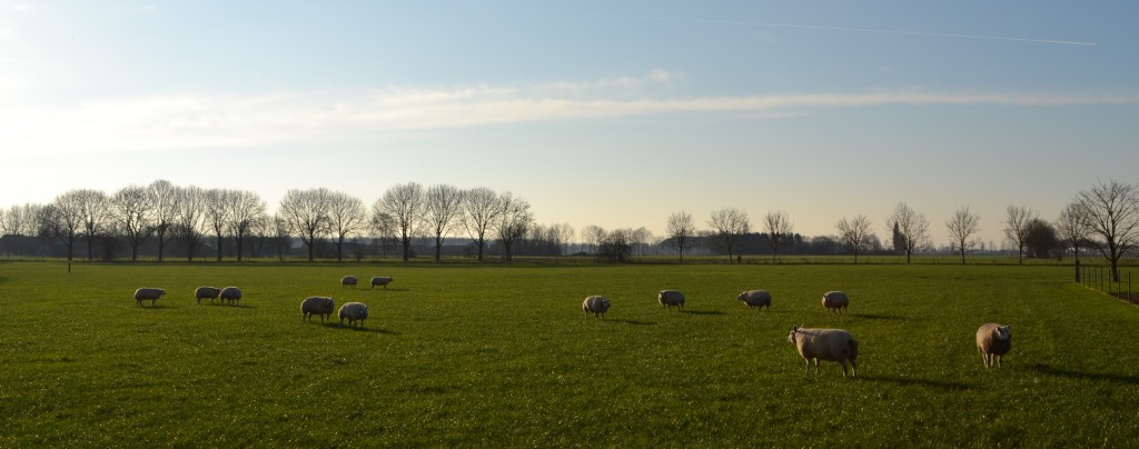 Peters in de wei 2018